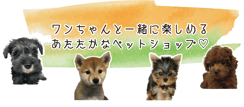 北海道中標津のペットショップチワワン 多様な犬種と可愛いペット用ウェアはサイズ 種類も豊富に取り揃えています