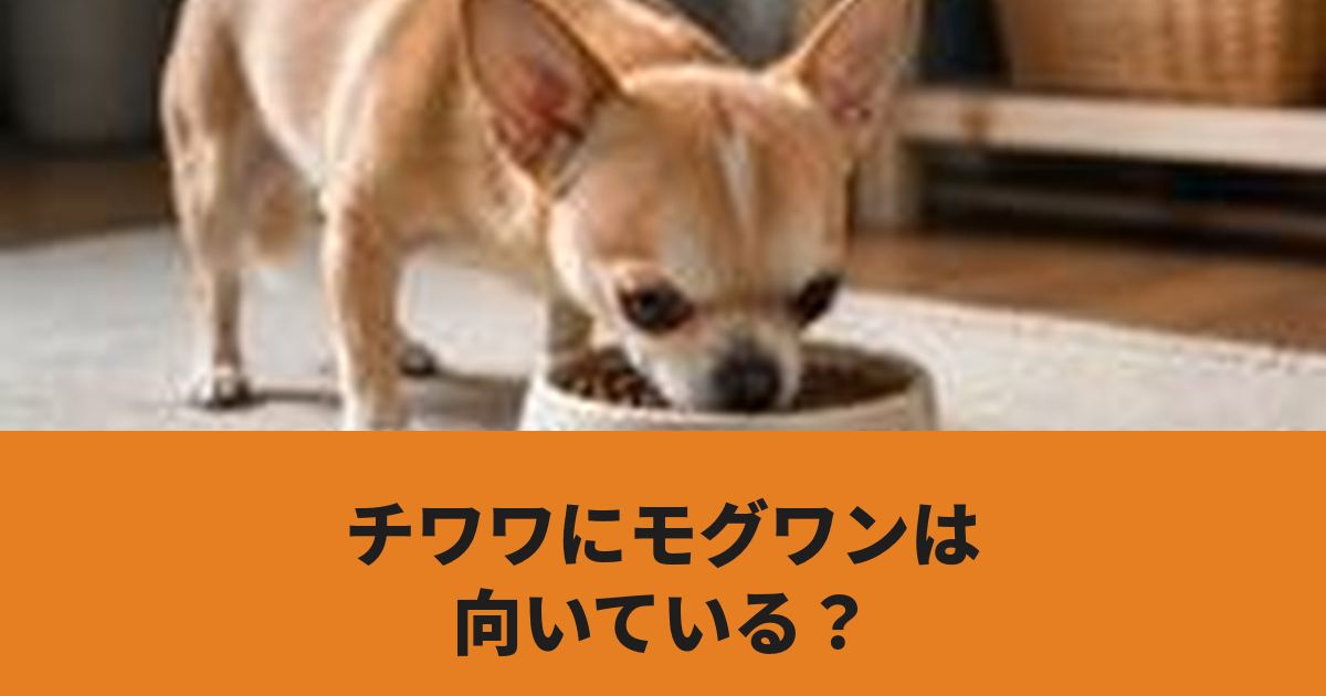 チワワがドッグフードを食べている様子
