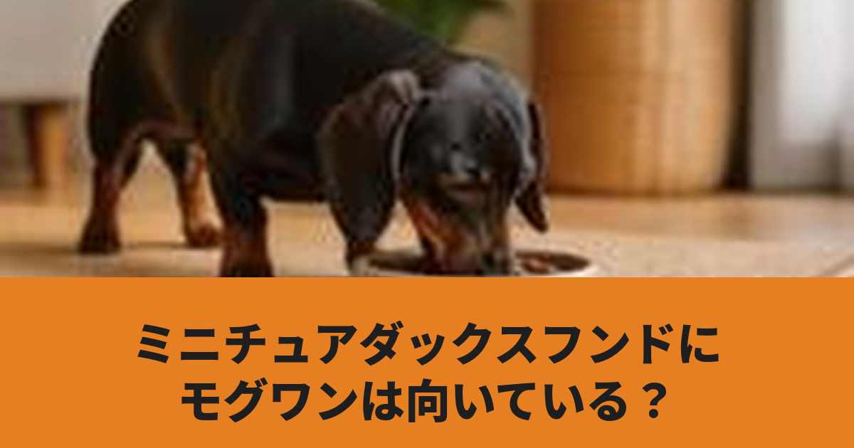 ミニチュアダックスフンドがドッグフードを食べている様子