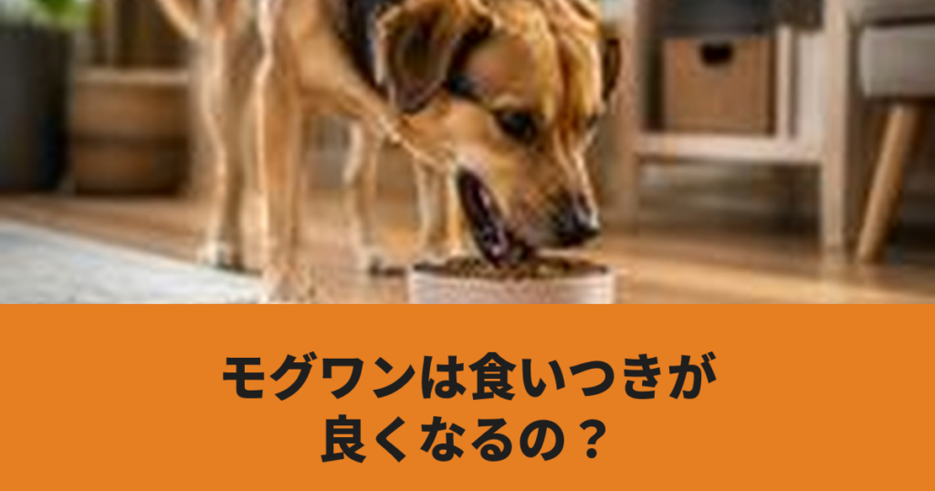犬がドッグフードを食べている様子
