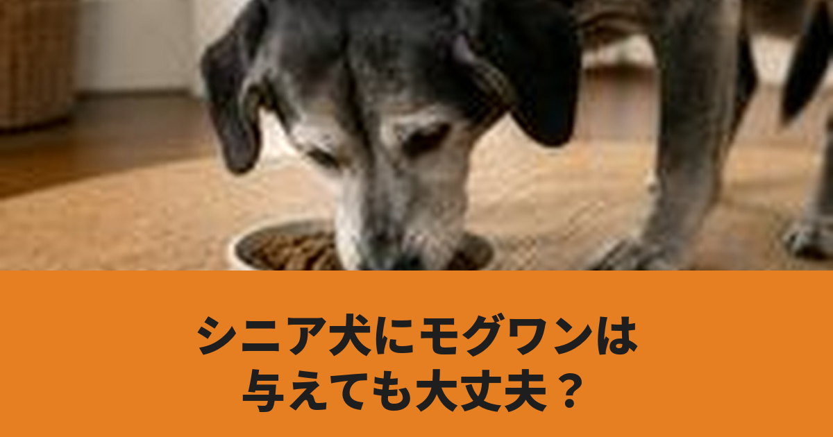 シニア犬がドッグフードを食べている様子